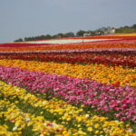 Carlsbad Flower Fields