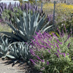 Carlsbad Bike trail