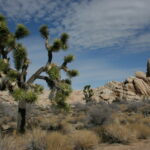 Joshua Tree